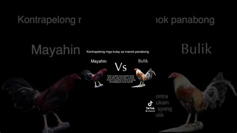 alimbuyugin vs mayahin